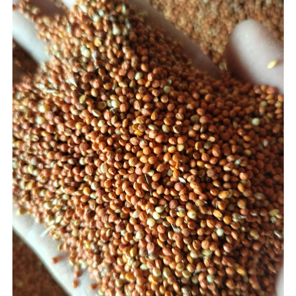 jewawut juawawut pakan burung bijain perkutut lovebird kenari pakan harian 1kg