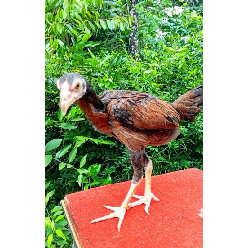 betina pakhoy drumband line thor