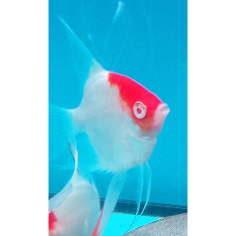 Ikan Manfish Red Cap Albino RCA Ikan Layang Layang 2 cm s/d 8 cm