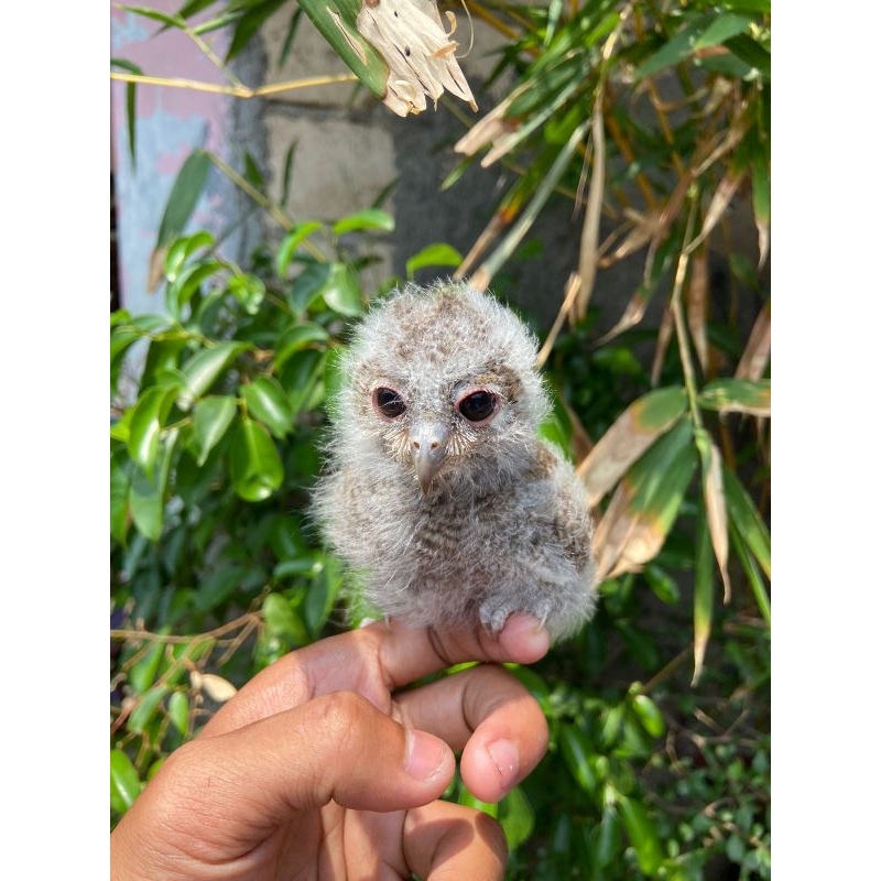 Anakan Burung Hantu Clepuk