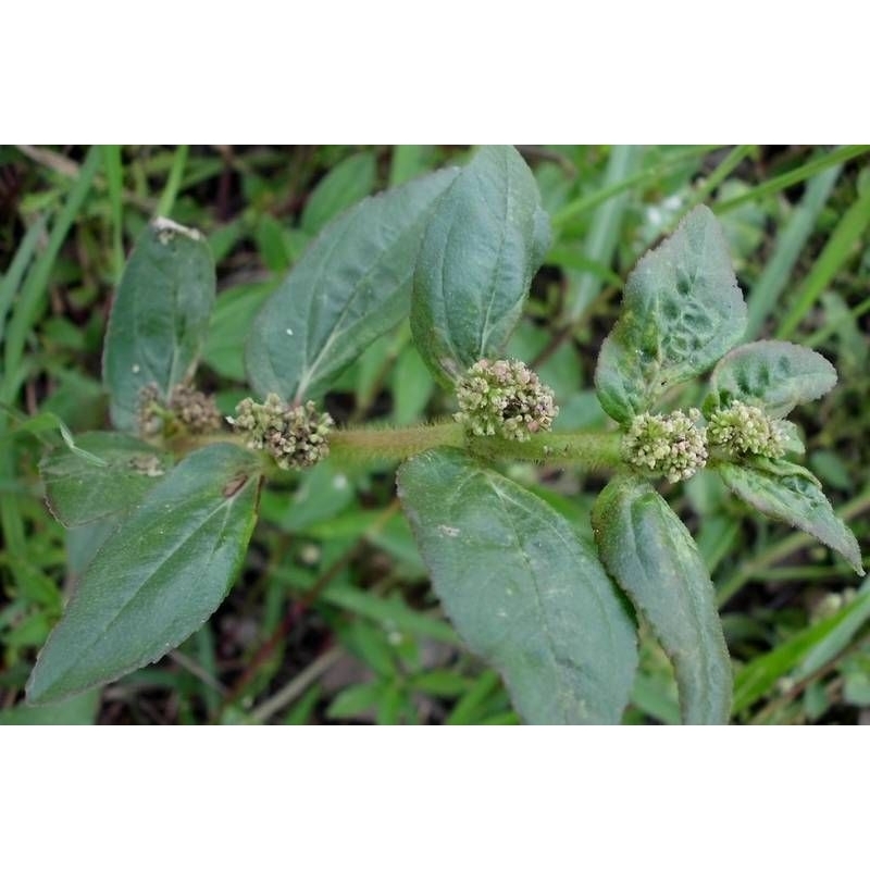 

COD 250 GRAM DAUN PATIKAN KEBO SEGAR