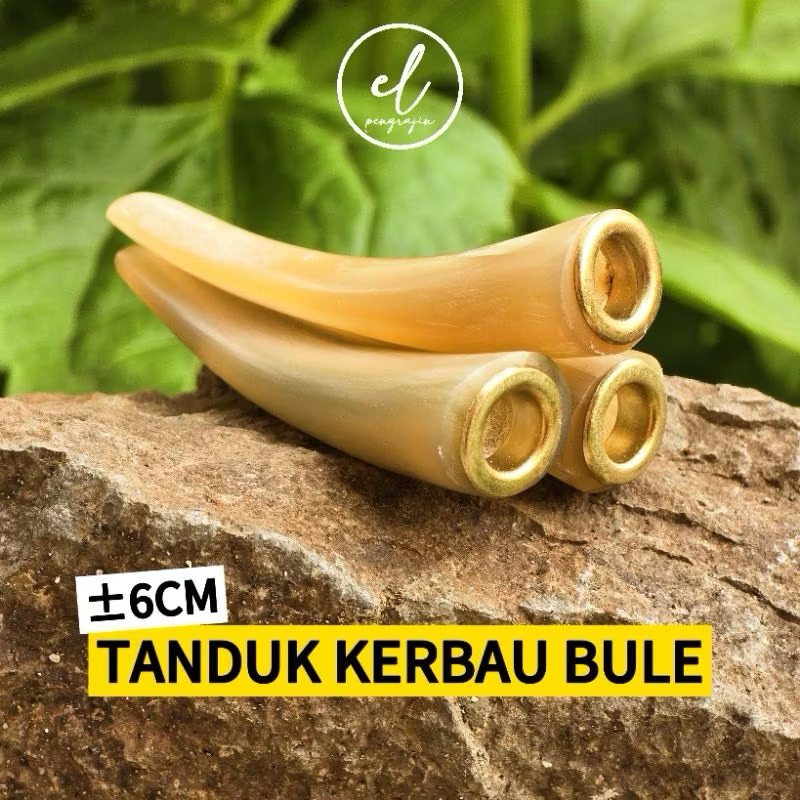 COD PIPA ONCE ORIGINAL TANDUK KERBAU BULE 6cm