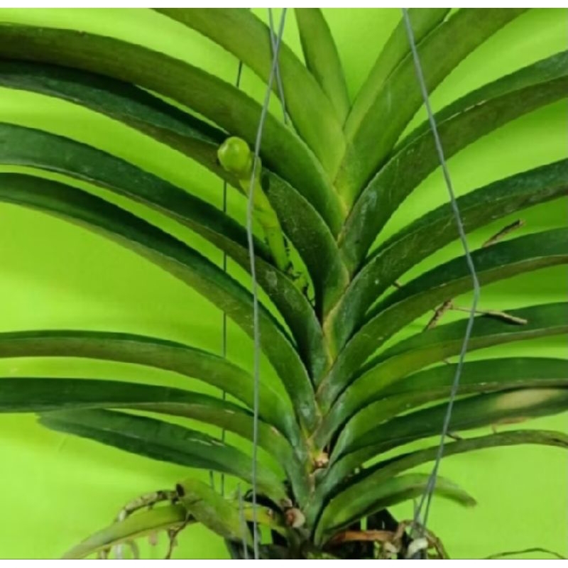 Anggrek Vanda siap berbunga