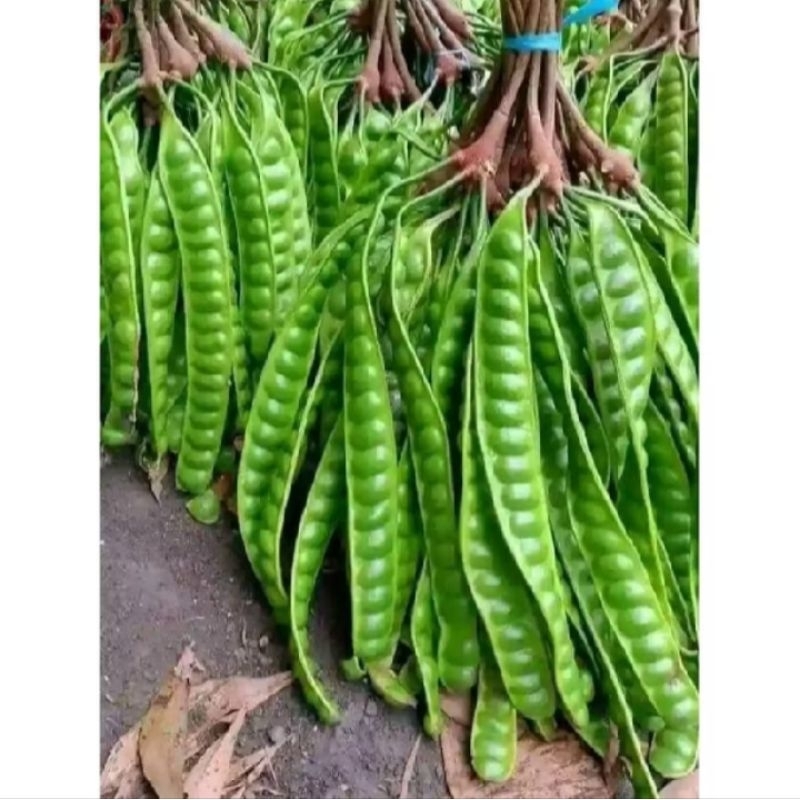 

PETE TUA SUPER HARGA SATU PAPAN