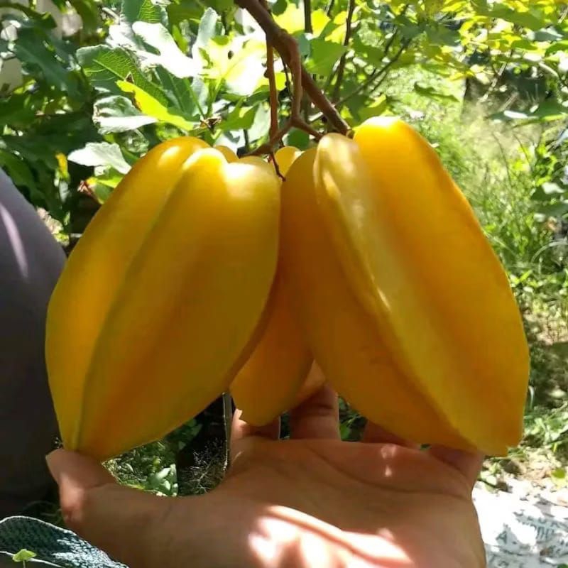 

Bibit Blimbing madu okulasi