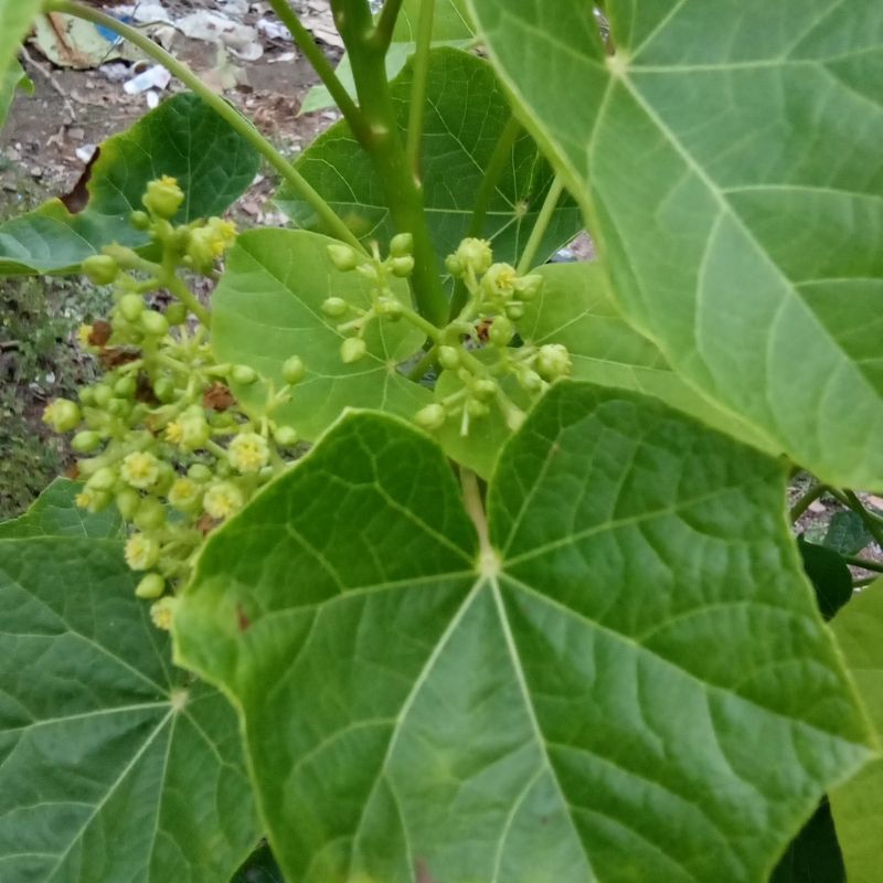 

daun jarak segar /300gram