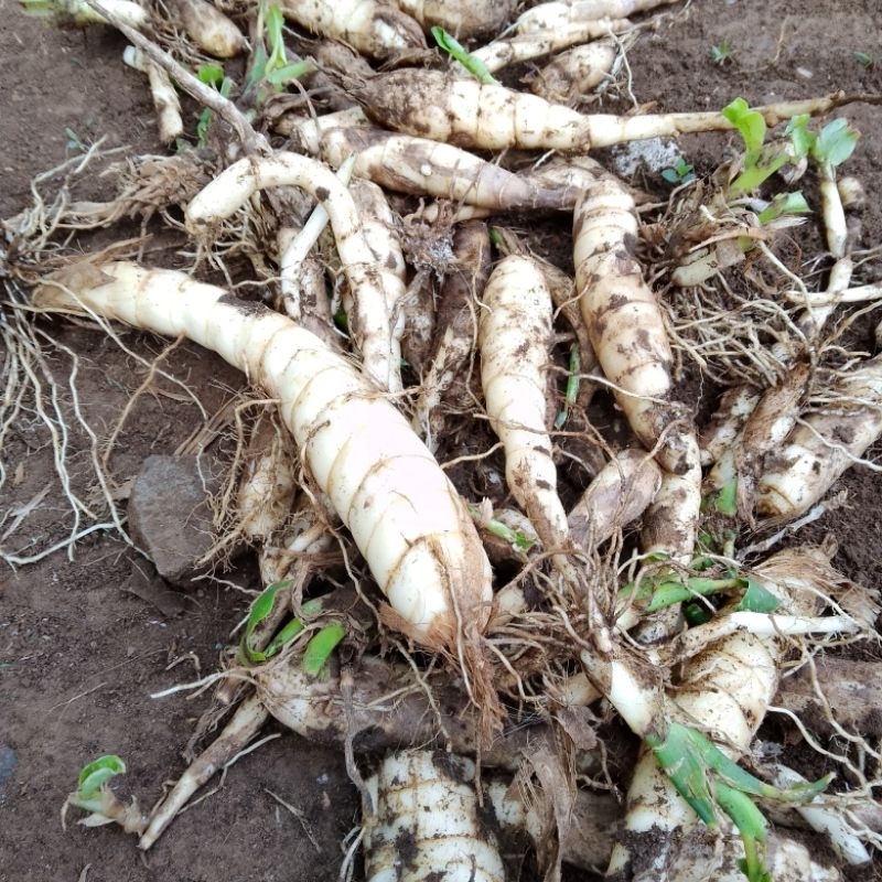 500gr umbi Garut varigata tanaman hias 2 warna