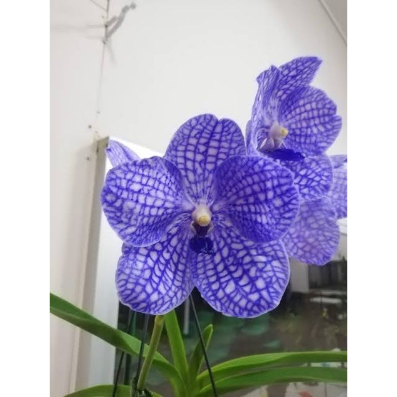 pakchong blue coerulea