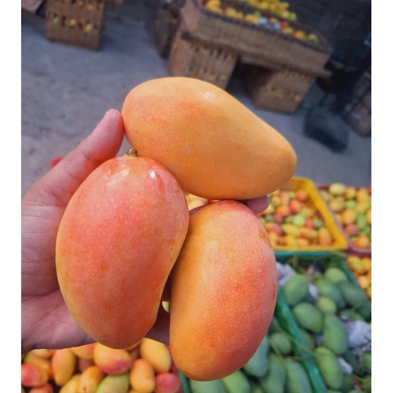 

Mangga Podang Suluhan Kediri