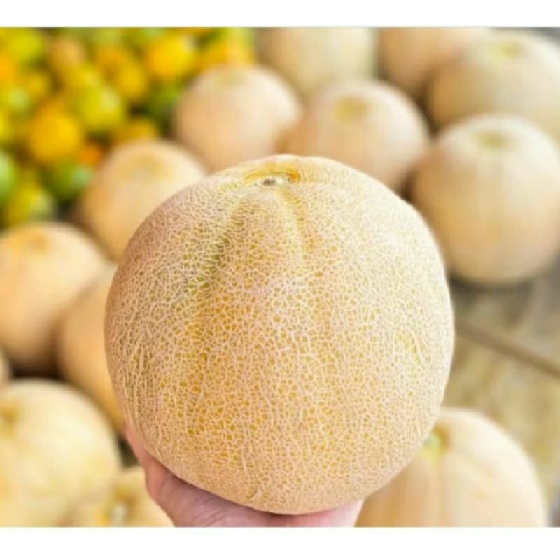 

PROMO MURAH 100 BENIH MELON MADU SUPER