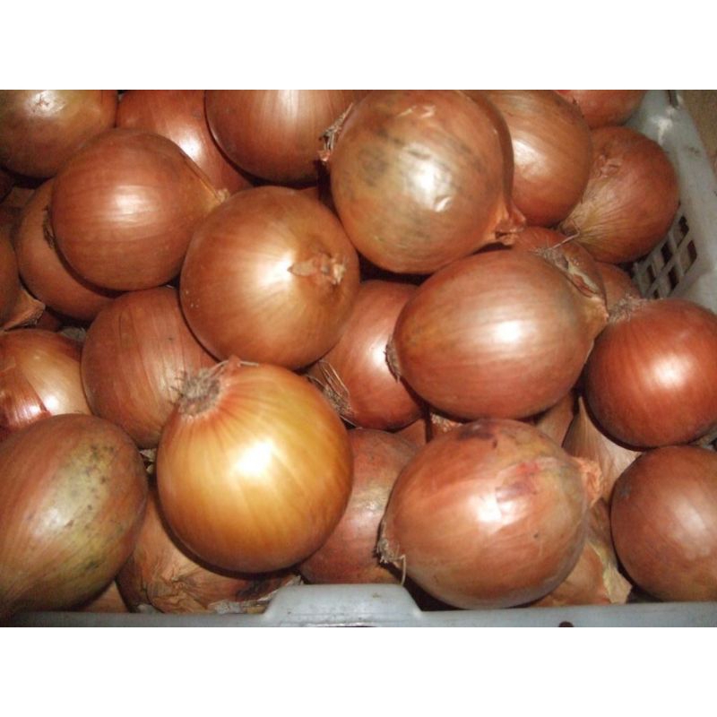 

Bawang bombai fresh grade 1kg