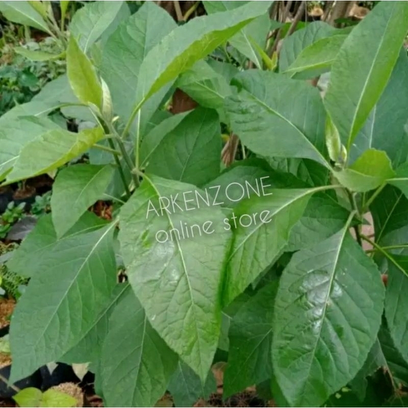 

1 kg daun afrika daun insulin dewa sambung nyawa segar