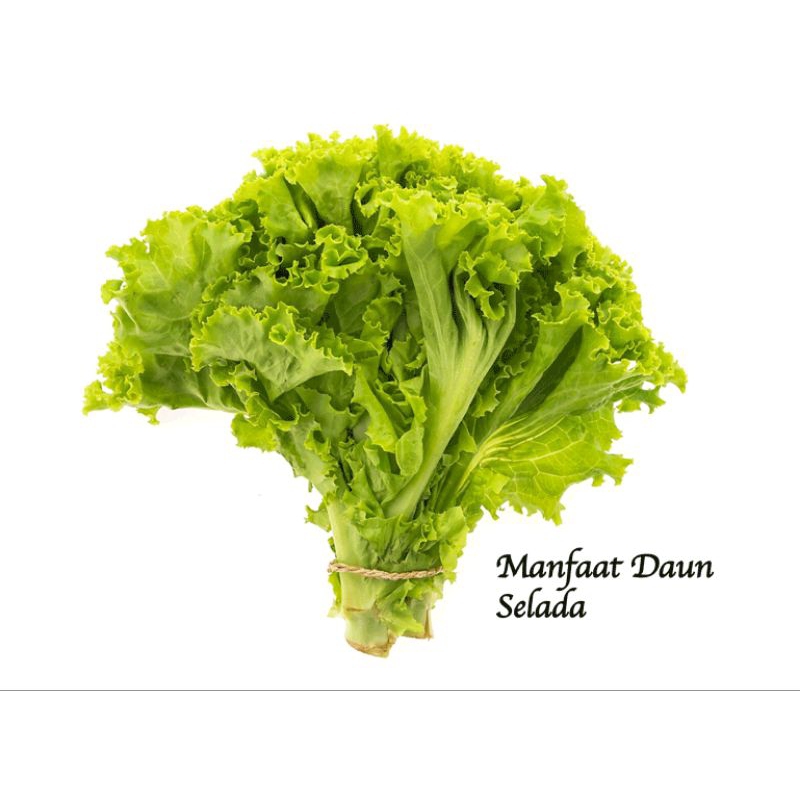 

sayur selada cabut 1 ikat