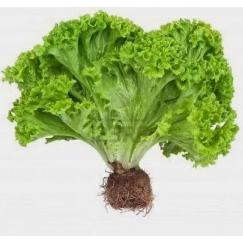 

sayur selada hidroponik