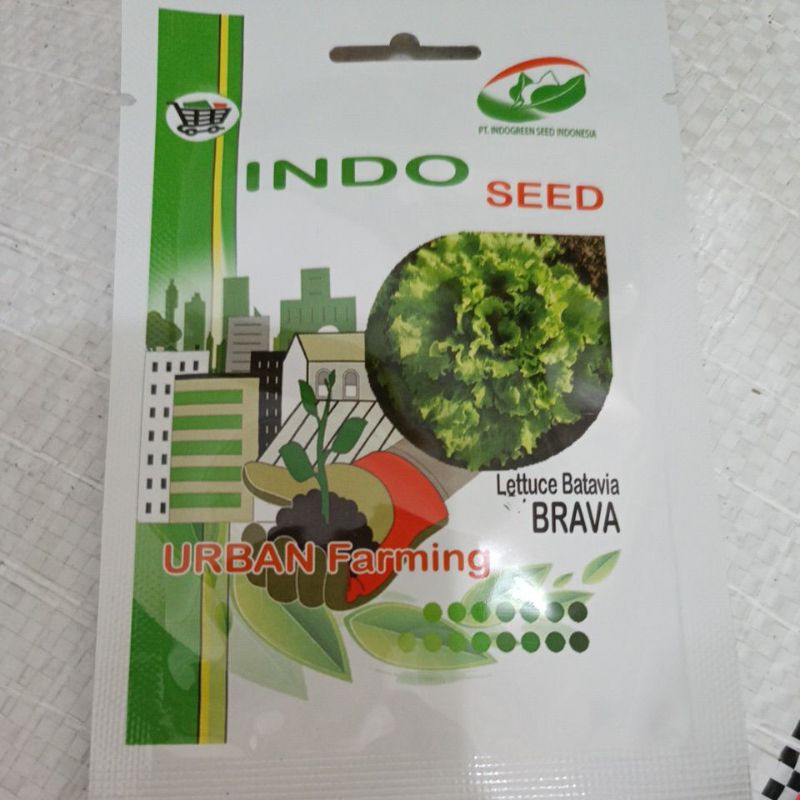 Benih/bibit selada batavia BRAVA 1 gr