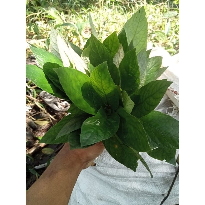 

daun reundeu lalapan sunda segar