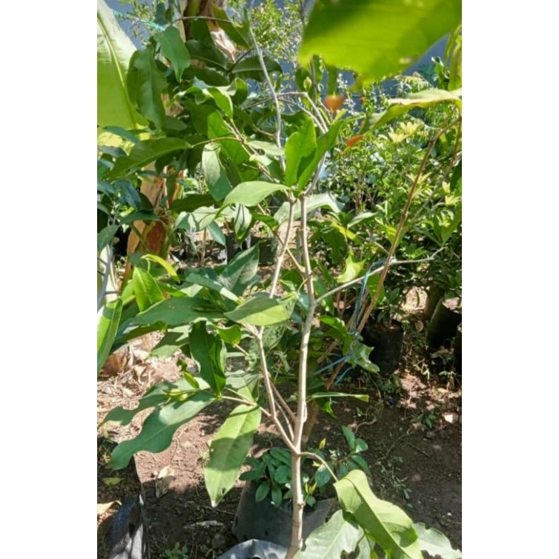 

JAMBU AIR DALHARI BERBUNGA