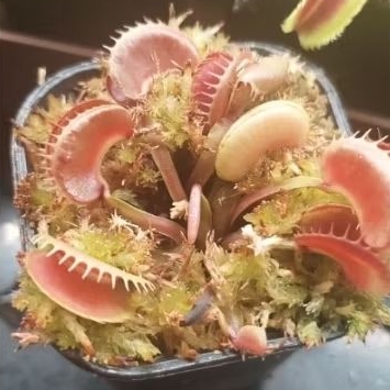 Venus Flytrap VFT GJ Bloody Nurse
