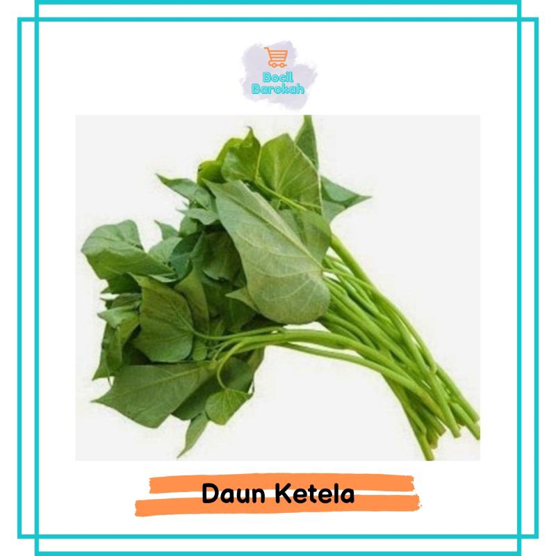 

DAUN KETELA RAMBAT / DAUN KETELA / DAUN TELO 1 IKAT