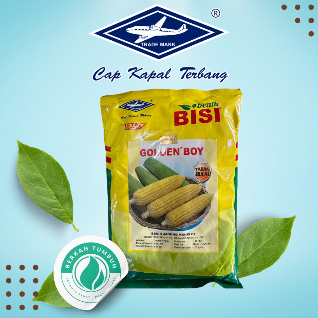 BENIH BIBIT BISI JAGUNG MANIS GOLDEN BOY KEMASAN 500GRAM CAP KAPAL TERBANG