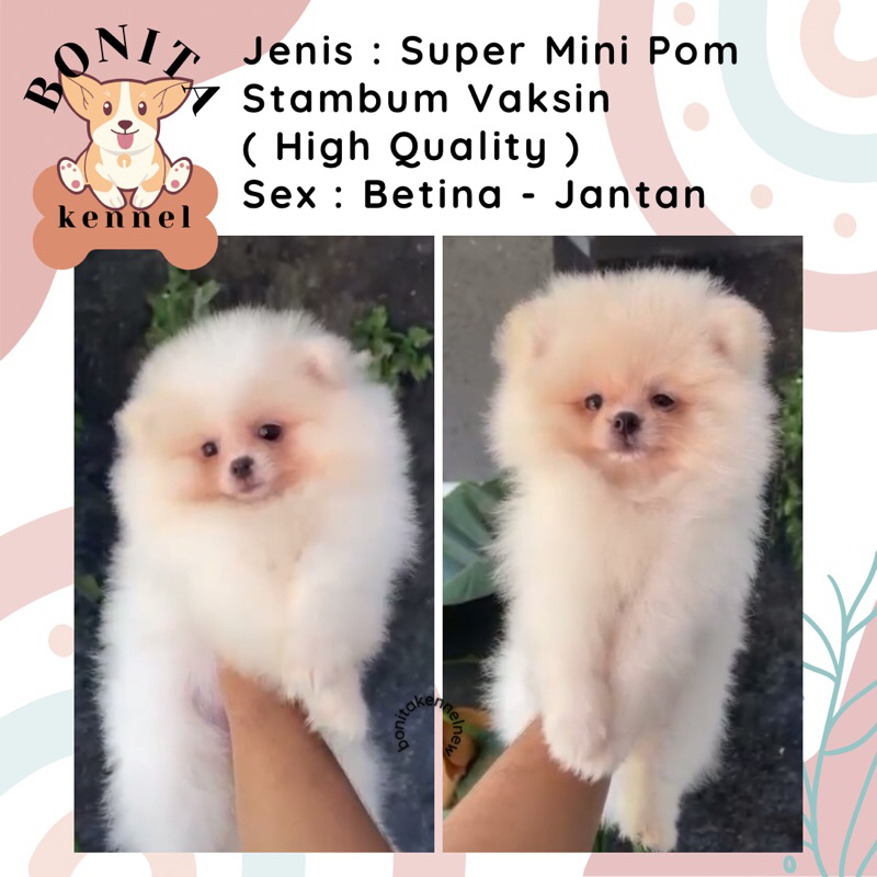 Mini Pom Stambum Snow White Sable Jantan Anak Anjing Minipom Mini Pomeranian