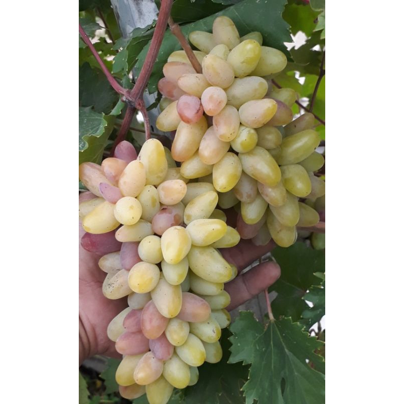 bibit anggur import valid