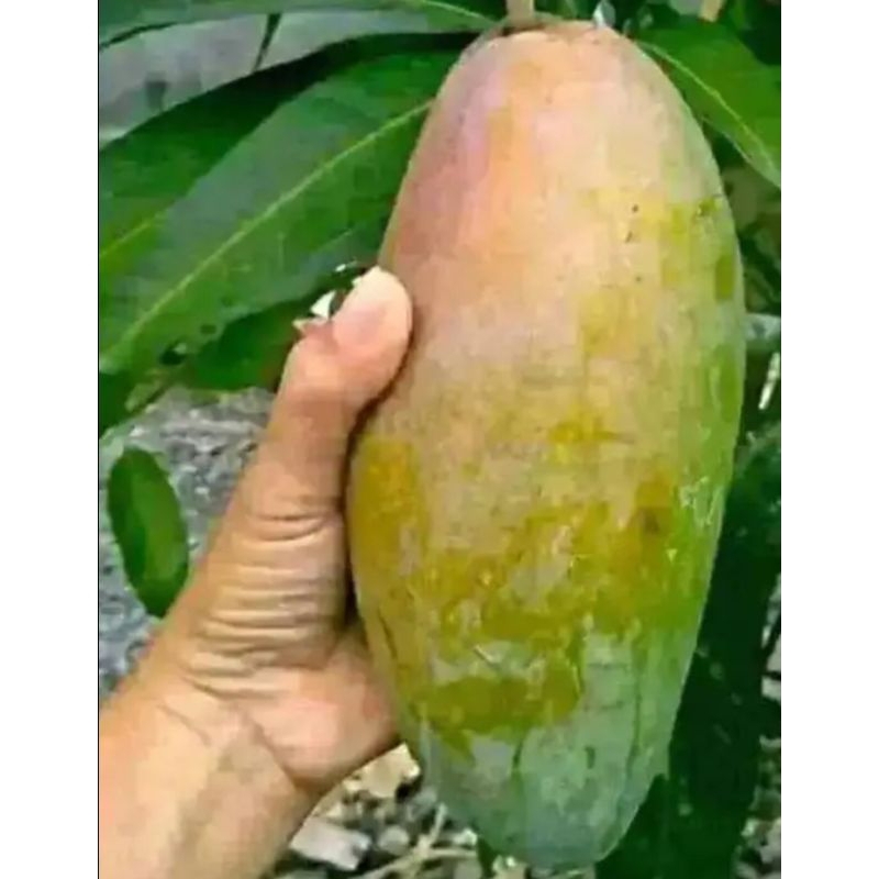 

mangga kojay mengkel dan matang 1kg
