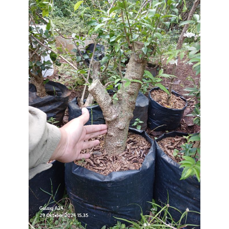 anting putri besar super bahan bonsai