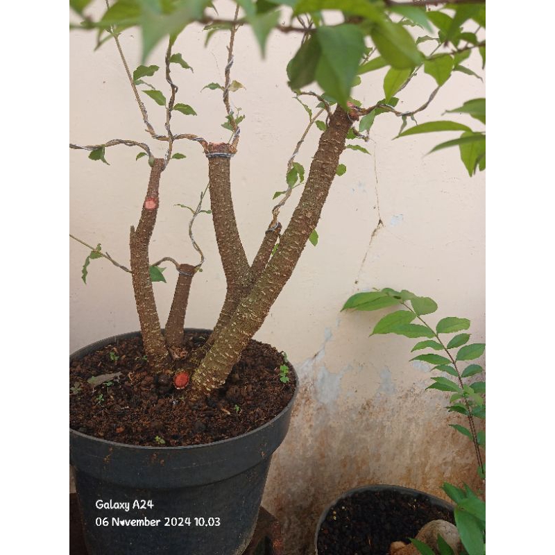 sakura mikro bahan bonsai murah