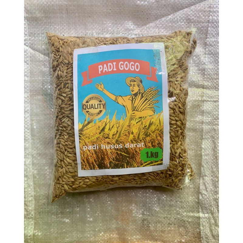 bibit padi Gogo 500gr