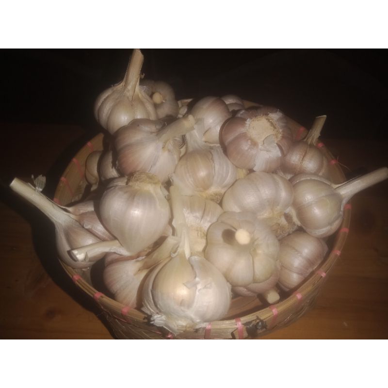 

Bawang Putih Kating