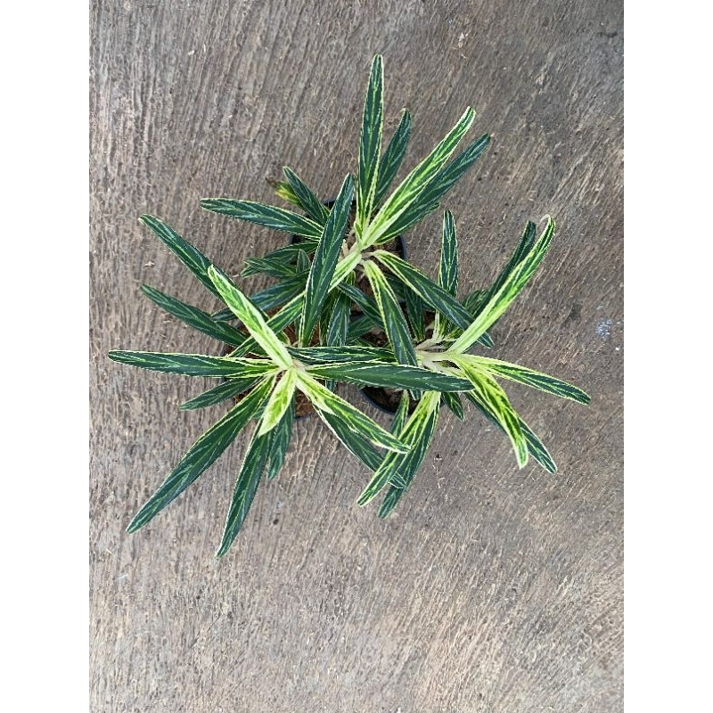 promo Aglonema Bambu