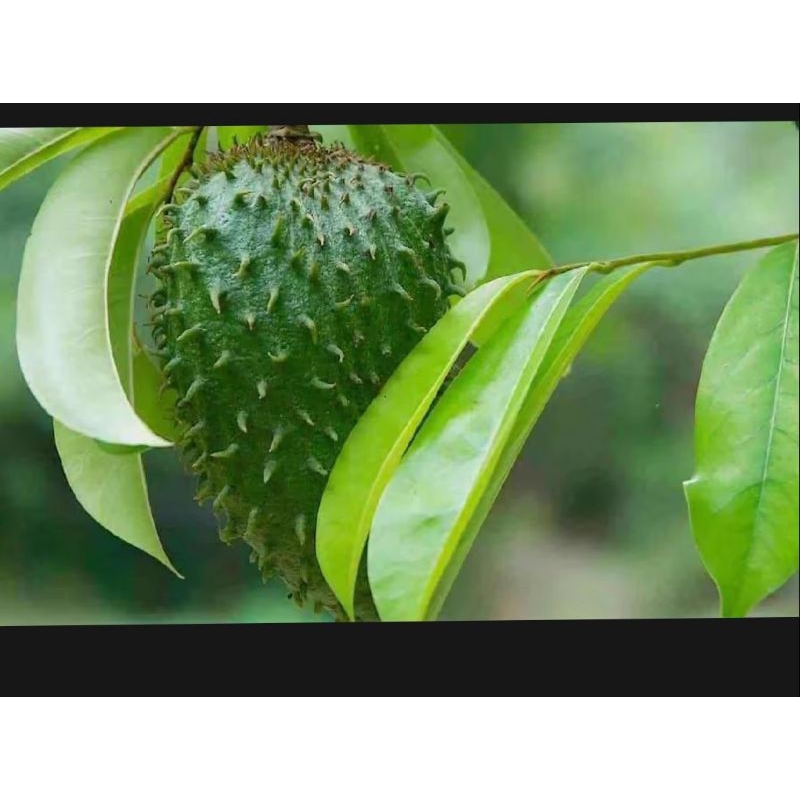 

DAUN SIRSAK SEGAR dipetik pas di pesan