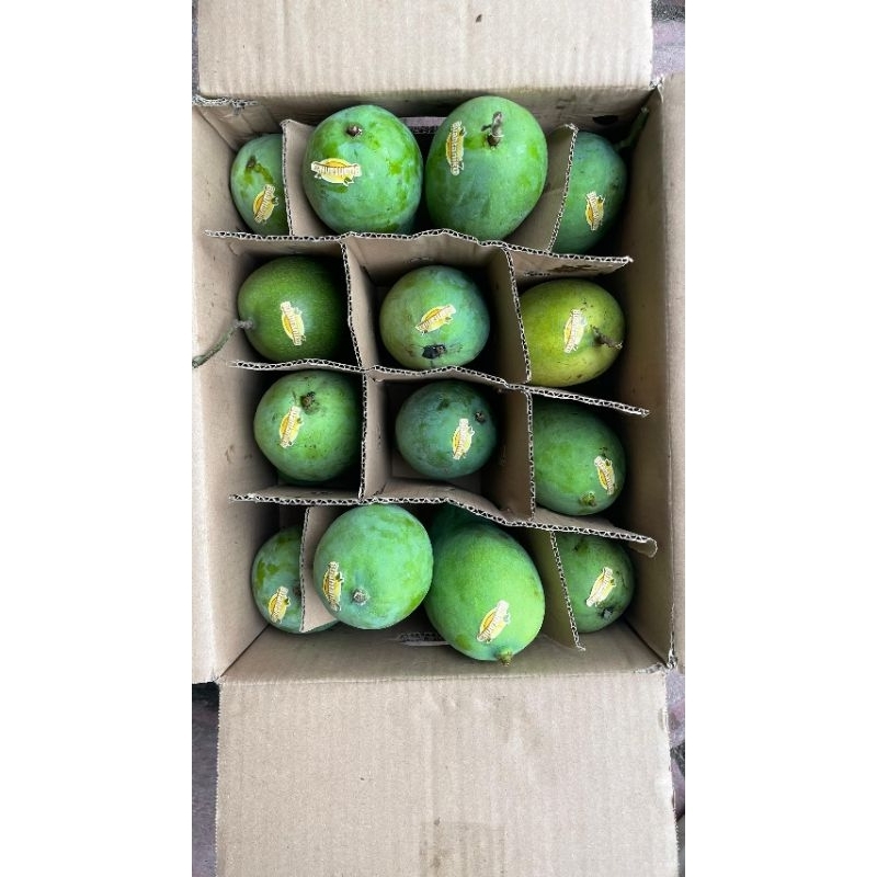 

[Promo] 5KG Mangga Alpukat hr Reguler isi 13-15