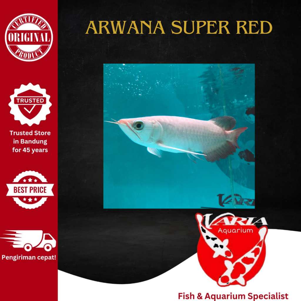 Arwana Super Red 20cm Ikan Hias Tank Aquarium Arwana Super Red 20cm