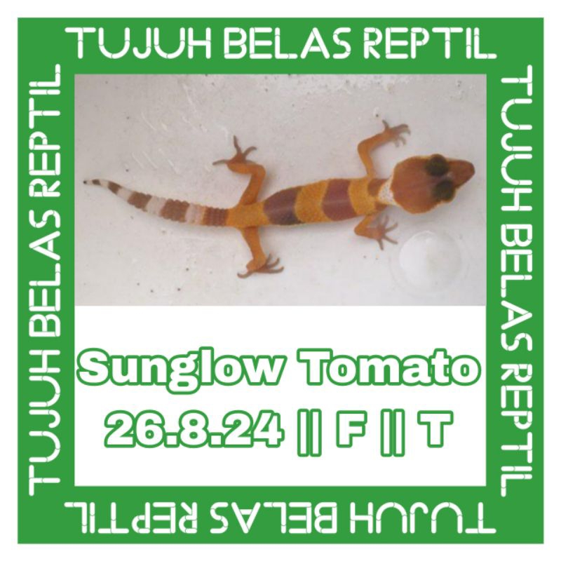 

stiker mainan gec ko