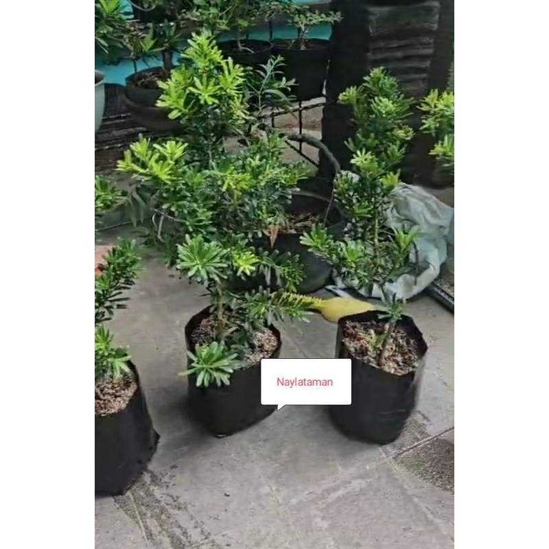 Tanaman Hias Lohansung Cincuan Ori 45 Sampay 60 CmBahan Bobsay Lohansung Cincuan