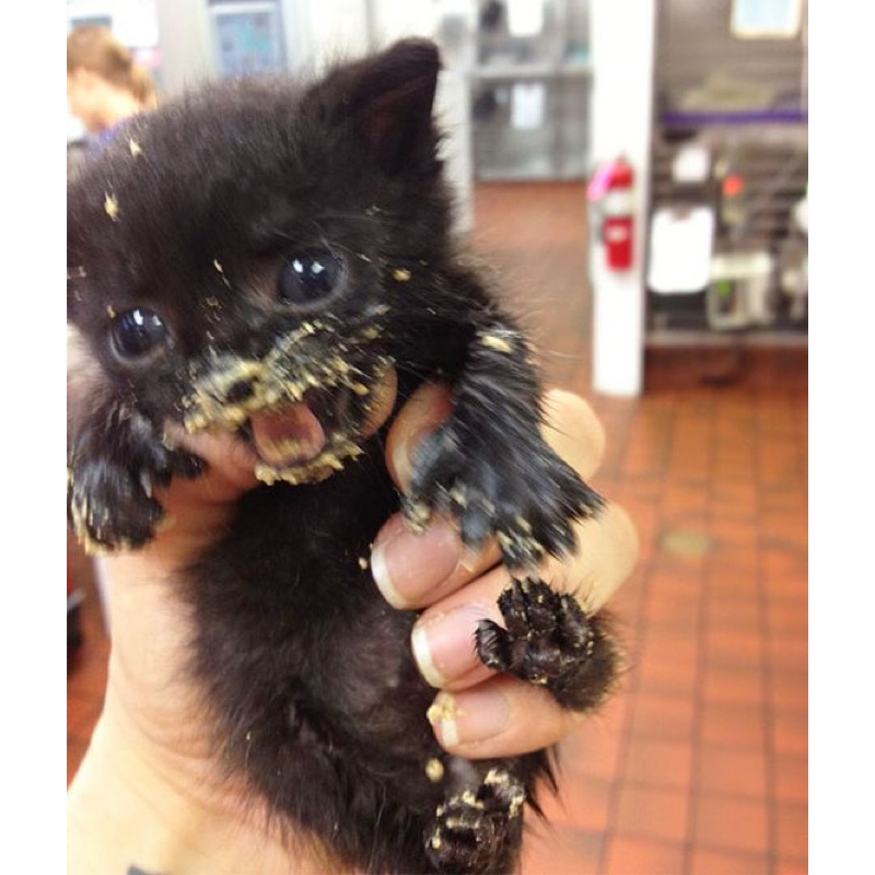 

SERTIFIKAT HANYANK RAWR