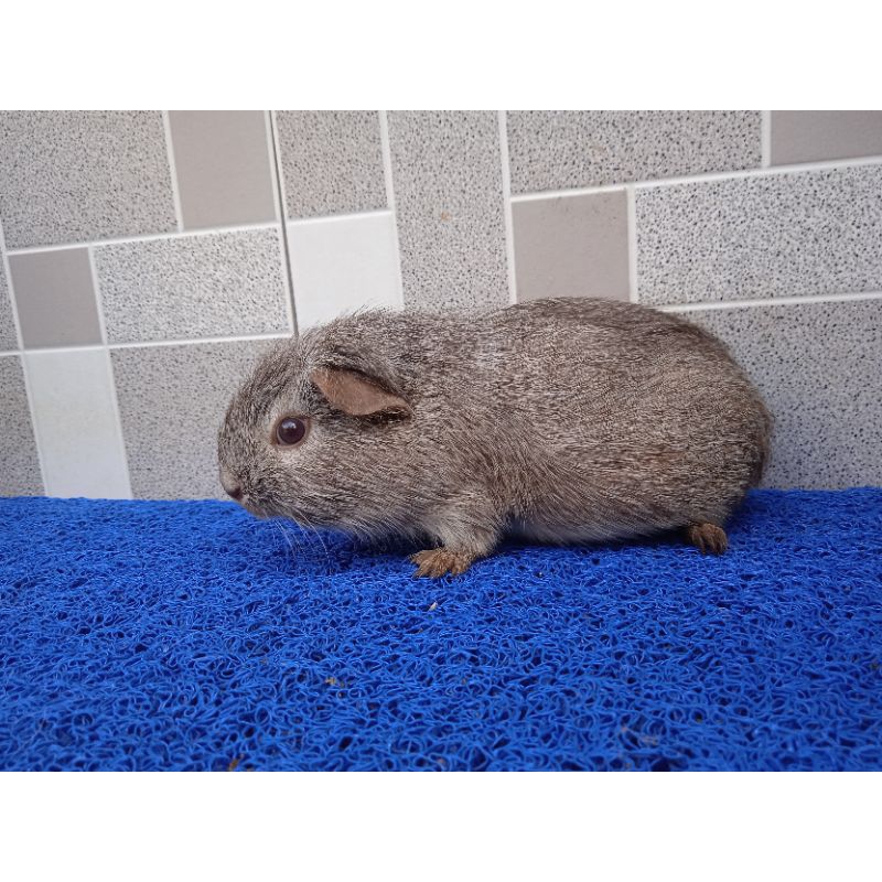 guinea pig amerikan marmut hias american aghouty