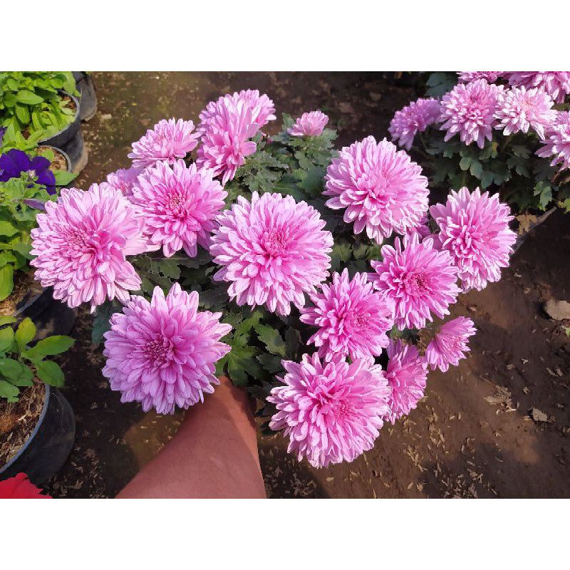 Jual  Bibit Tanaman Bunga Krisan Grate A (Beli 8 gratis 1 )/Hiasan Taman/Halaman/Ladang/Kebun/Sawah/