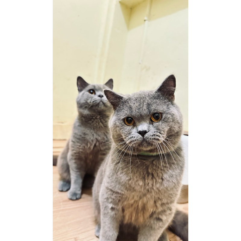 Kucing British Shorthair LINE PED