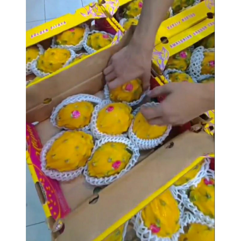 

naga kuning equador import 2,3kg dus
