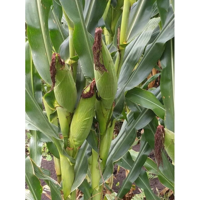 

JAGUNG MANIS UNGGUL