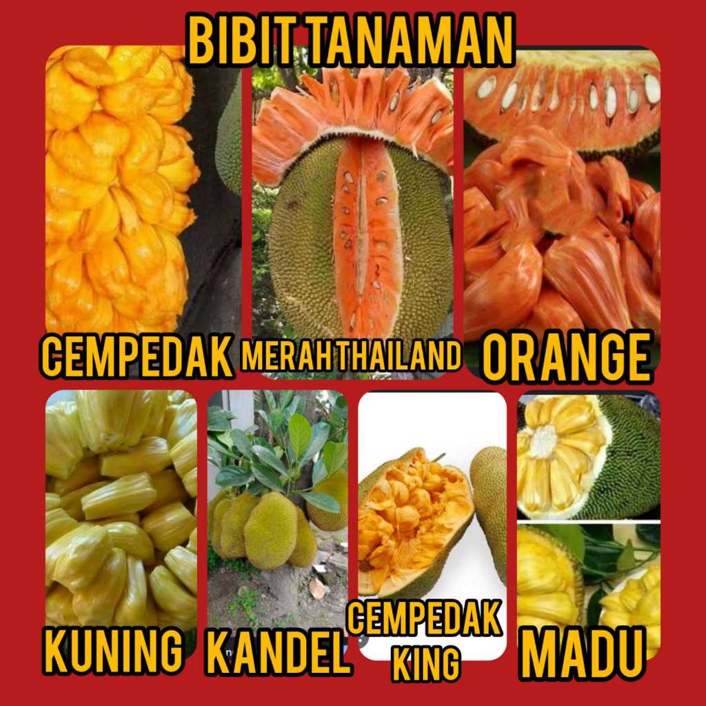 Bibit Nangka Macam Jenis Bibit Nangka