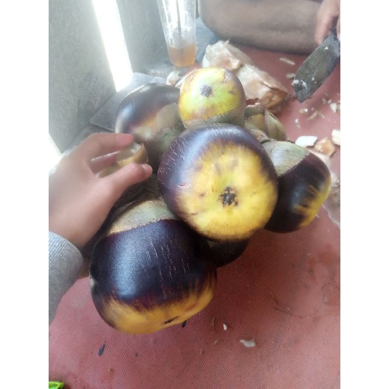 

buah lontar