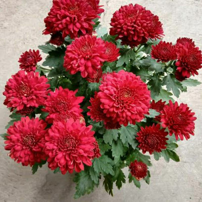 Bunga Krisan merah maroon