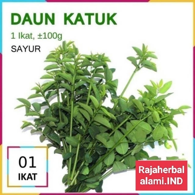 

Daun Katuk Segar per Ikat – Cocok untuk ASI & Sayur Sehat