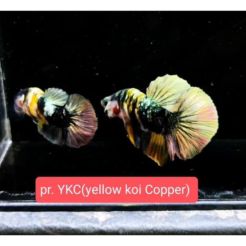 sepasang cupang yellow koi cooper bagus