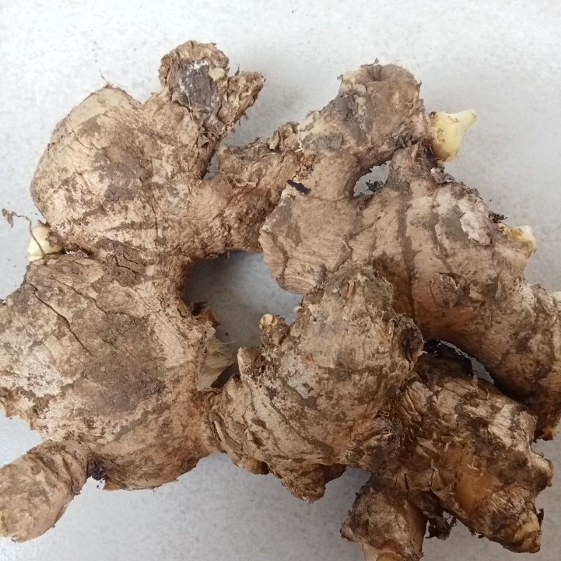 

jahe rempah jamu sehat