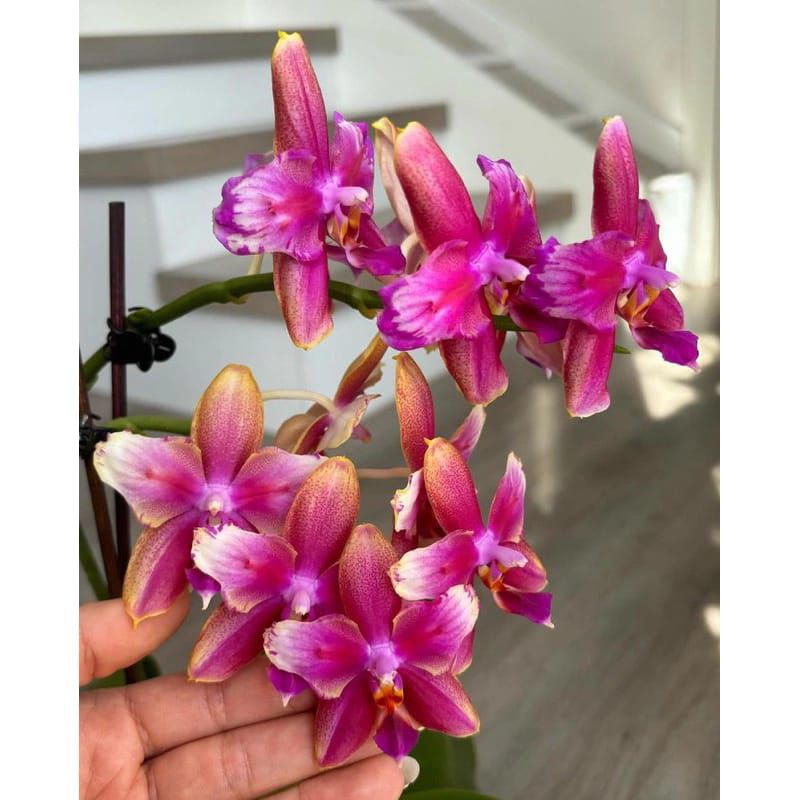 PROMO ANGGREK DENDROBIUM DEWASA/ ANGGREK DENDROBIUM DEWASA BUNGA